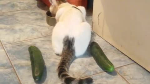 Cat VS Cucumber:3