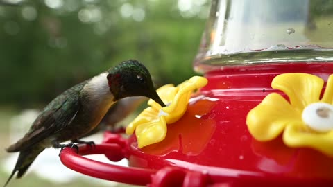 2023 - Slow Motion Hummingbird Feeding