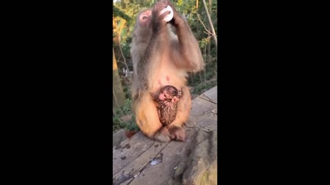 A new monkey baby was born today