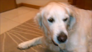 Golden Retriver refuses to give up rock and has some help!