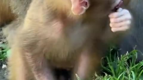 Baby monkey feeding