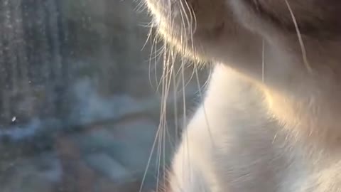 Cat sadness 🥺 imotional video.