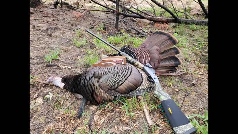 Turkey Hunting NC Game Lands