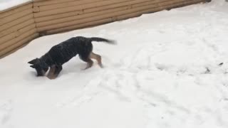 Puppies 1st snowstorm