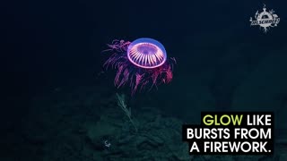 Check Out This Firework Jellyfish