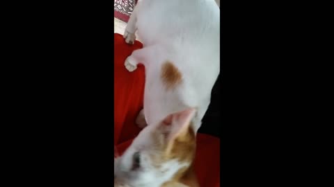 Funny Cats 🐈 Cute Movements That Make You Laugh