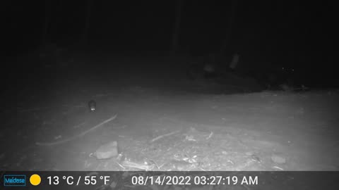 Injured opossum returns for another snack - melon.