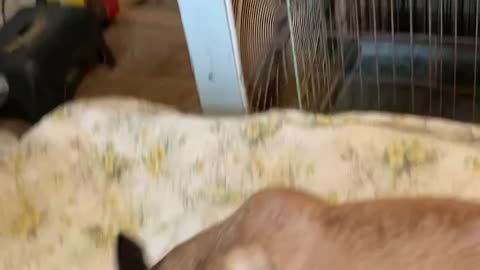 Belgian Malinois dog get new birthing bed and shows her belly