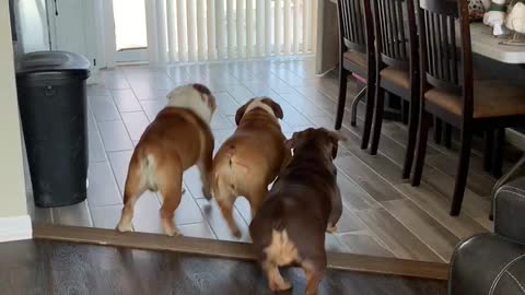Excited bulldogs can't contain excitement for owner's return