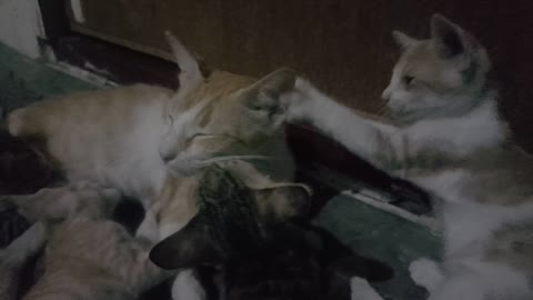 Cat mother play with his babys