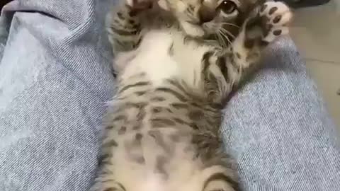 Angry kitten don't want to be touched