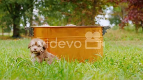 Brood Funny Puppies Playing On A Green Lawn
