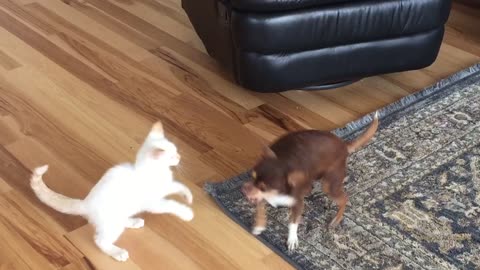 Chihuahua Tussles With Cat On Living Room Rug