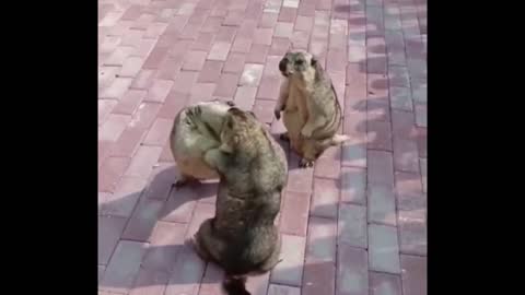 love triangle Gophers