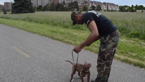 Pit-bull pup training 01