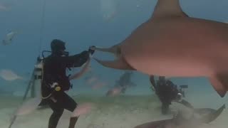 Hammerhead shark duo