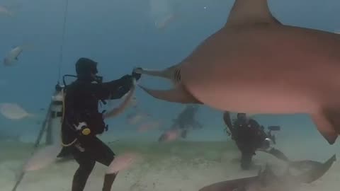 Hammerhead shark duo