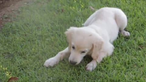 Dog video #dog vs mirror