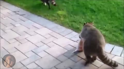 Funniest Raccoon Videos