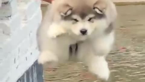 Cute puppy with his own look cute and funny