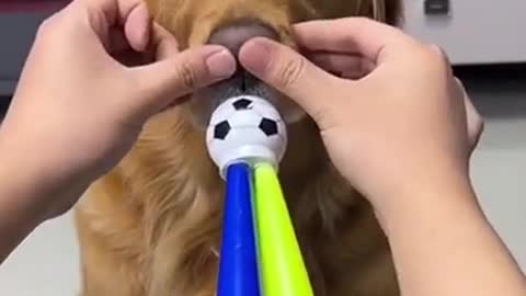 funny dog video