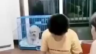 Watch the dog