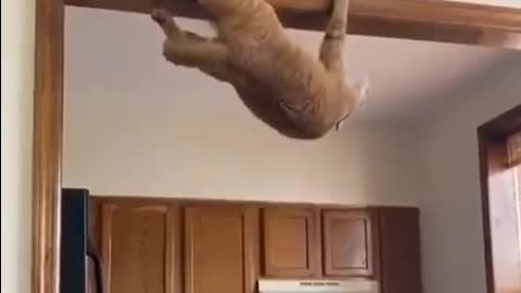 Funny cat do this exercise for his muscles on the door of a kitchen