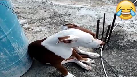 VIDEO DE PERROS: Perros culpables