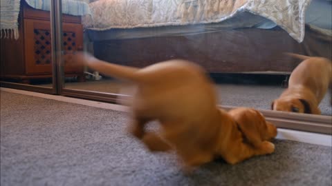 Dog Playing with Mirror reflection