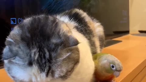 Parrot Annoys Resting Cat