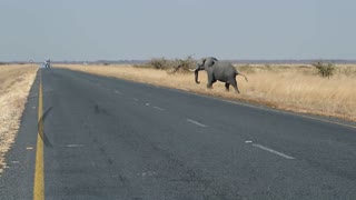 Female Elephant Stops Truck On Road