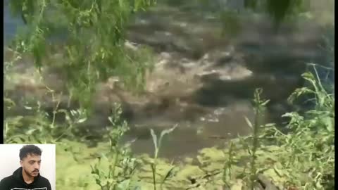 Crocodile VS Hunter in florida