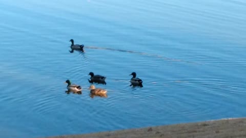 Get your Ducks in a Row