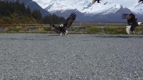 Bald Eagle: America’s Fursona