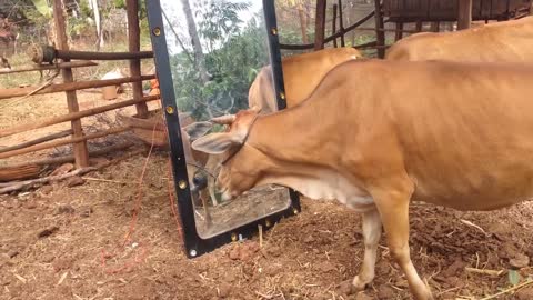 Mirror Prank For Cow Hilarious Reaction Funny Cow an