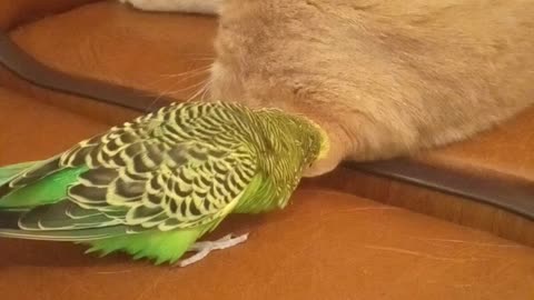 Parrot treats cat's ear like his own personal chew toy
