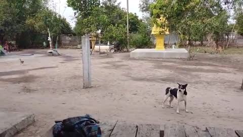 Tiger Prank Dog