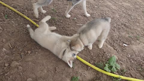The cutest husky puppies decide to ride in a hammock