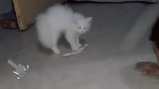 Angry Kitten Scratching Paper Stick