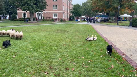 Border Collies Work Ducks And Sheep