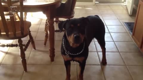 Funny Rottweiler Compilation NEW