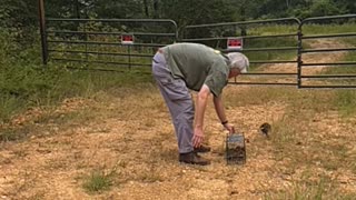 Cute black possum baby safely relocated 9-29