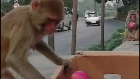 GIVING APPLE TO MONKEY (LOVE MONEY)🐒🍎💕