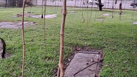 The "Sausage Tree" also called the "Cucumber Tree", very unique. Florida