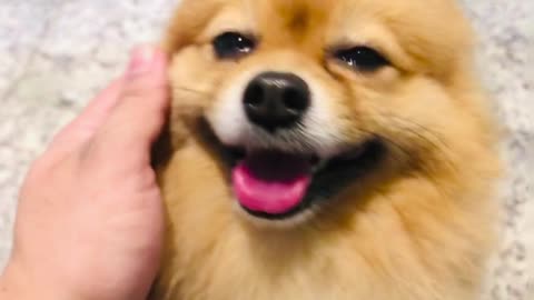 Cute dog smiling