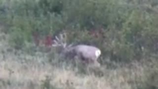 Giant Mule Deer