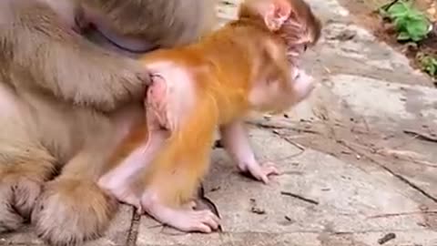 Cute Baby Monkey what to do? watch this video