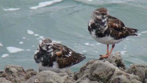 Wild Bird watching Plymouth Hoe Ocean City