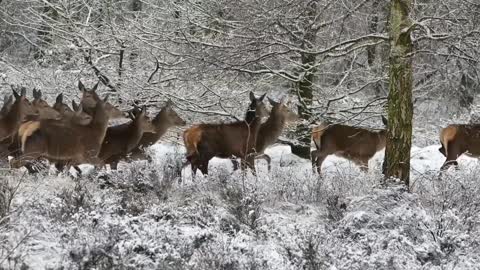 Roe deer