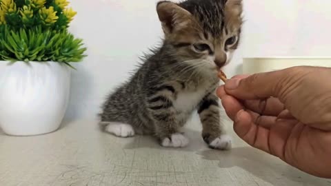 Cute Kitten wants to eat deliciously fed